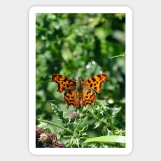 Comma Butterfly Sticker